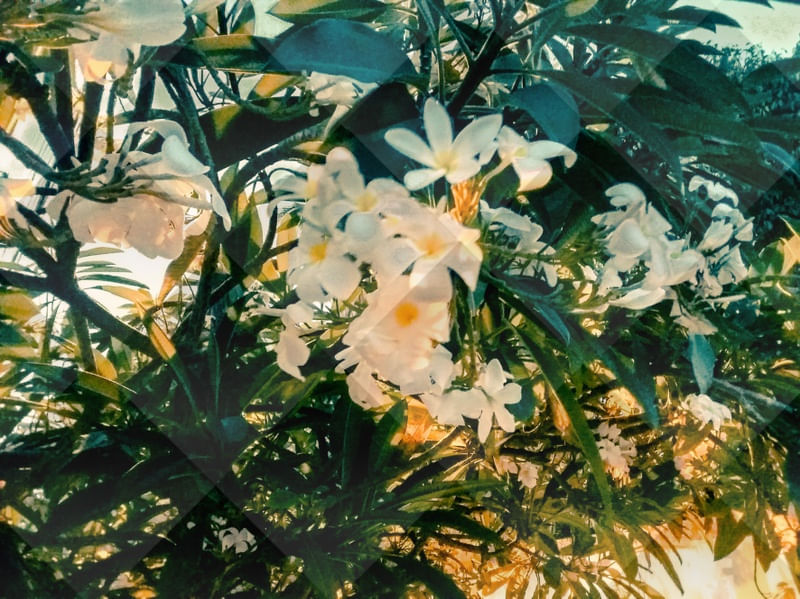 VETORES FLORAIS
