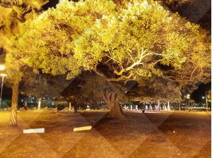 ARBOREDO VETORIAL