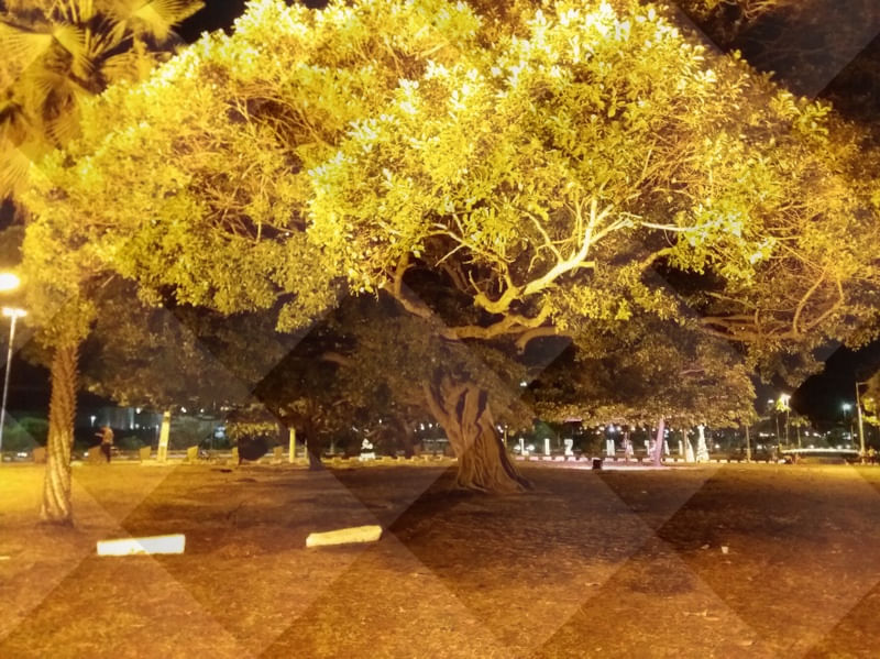 ARBOREDO VETORIAL