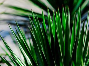 VIDA VERDE