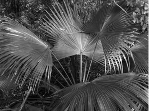 LEQUE HORIZONTAL