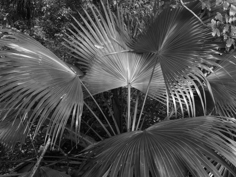 LEQUE HORIZONTAL