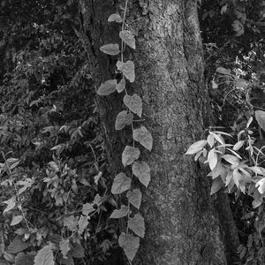 TREPADEIRA FOLHAGEM