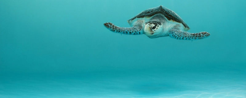 TURTLE 2 LF CLARK