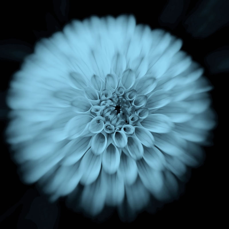 DALIA