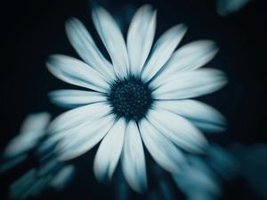 MARGARIDA