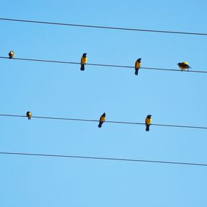 PASSARINHOS CANTAROLANDO