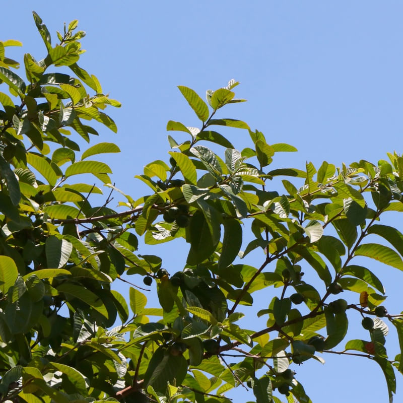 ARVORE FRUTÍFERA 00