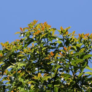 ARVORE FRUTÍFERA 01