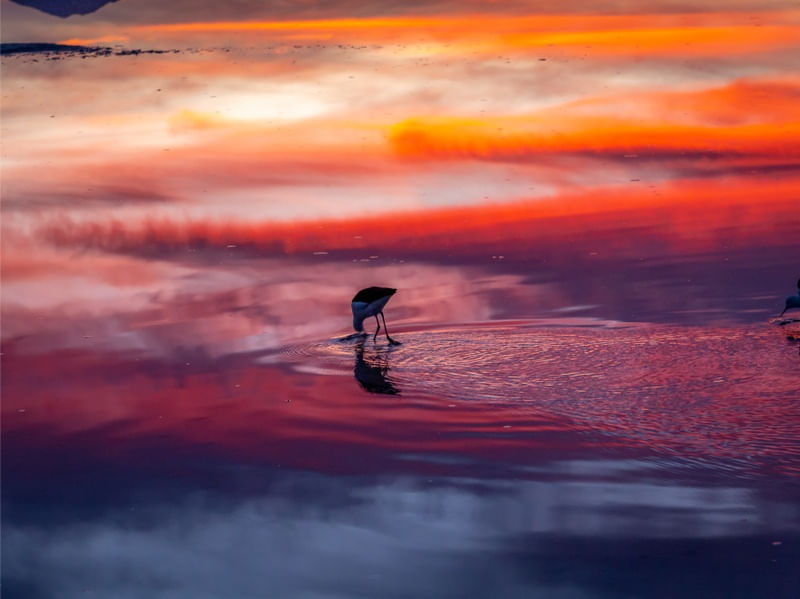 FLAMINGO SALAR DE ATACAMA