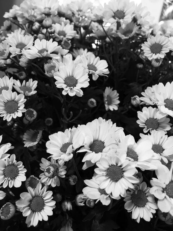 DAISY