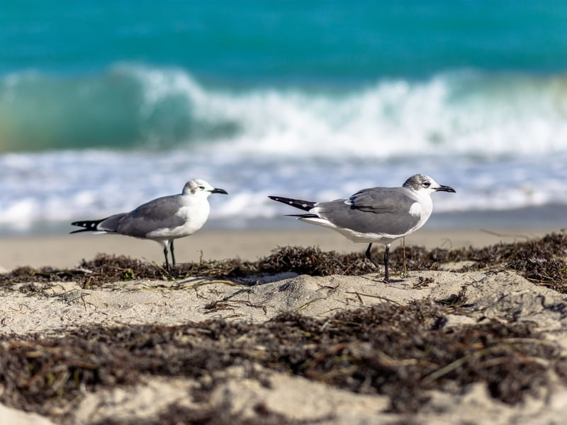 BEACH BIRDS