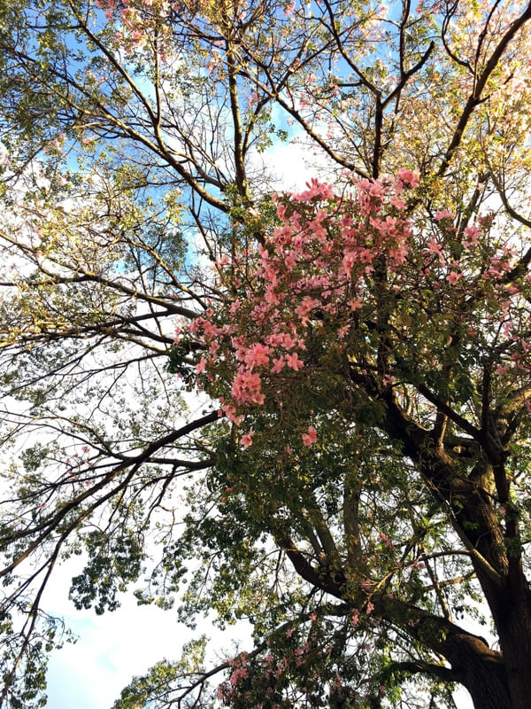 IPÊ ROSA