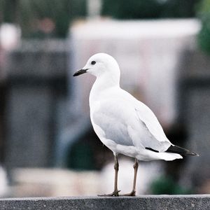 PASSARO AUSTRALIANO3 90 X 90
