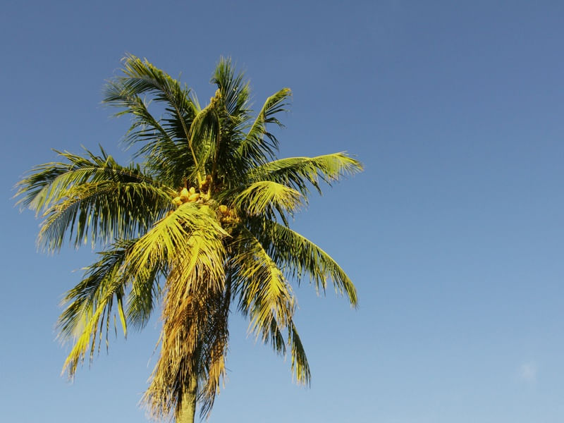 COQUEIRO AO SOL