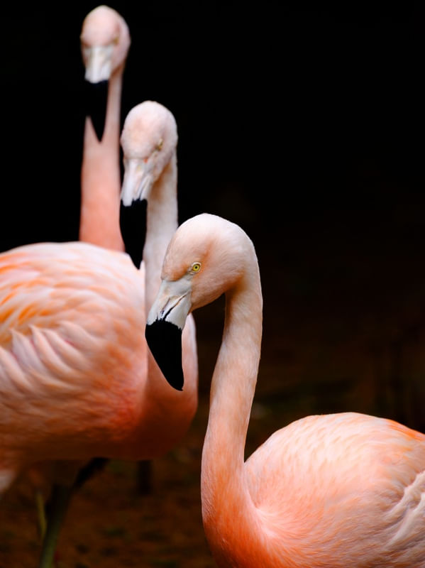BAD FLAMINGOS