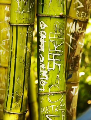 BAMBU V