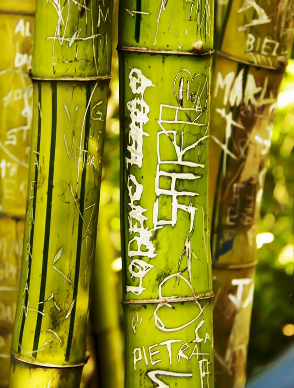 BAMBU V