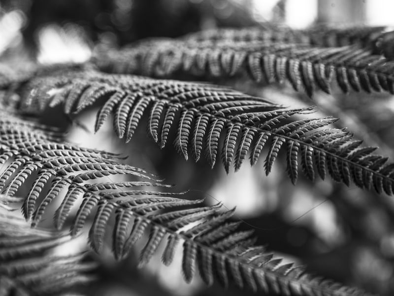 AS TEXTURAS DA NATUREZA VII