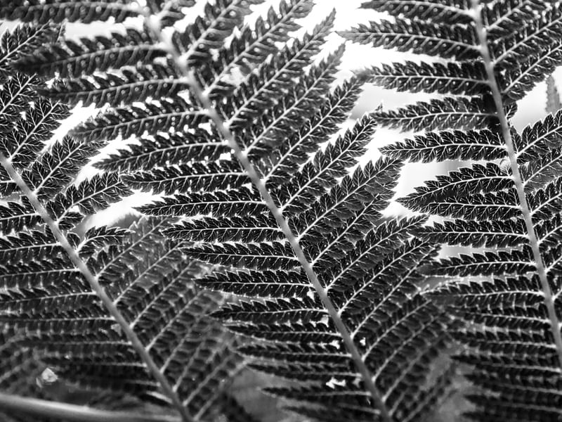 AS TEXTURAS DA NATUREZA IX