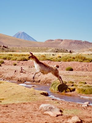 SALTO