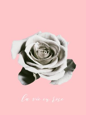 WHITE ROSE