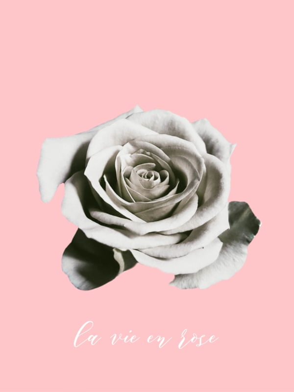 WHITE ROSE