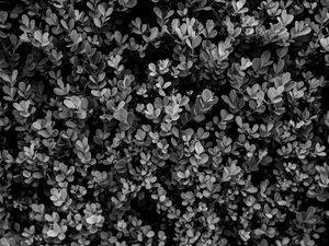 AS TEXTURAS DA NATUREZA XV