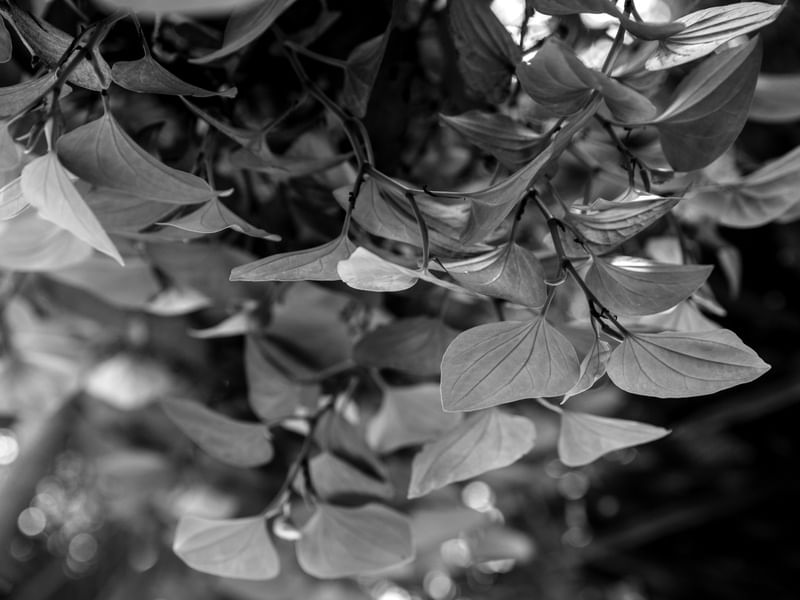 AS TEXTURAS DA NATUREZA XVI