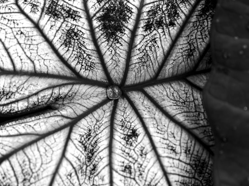 AS TEXTURAS DA NATUREZA XX