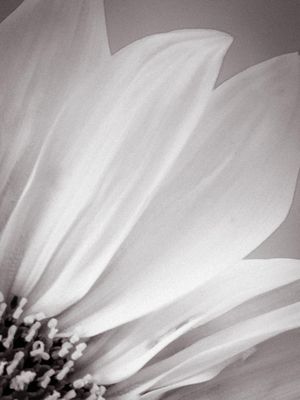 GIRASSOL_12