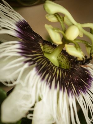 FLOR DE MARACUJÁ_2