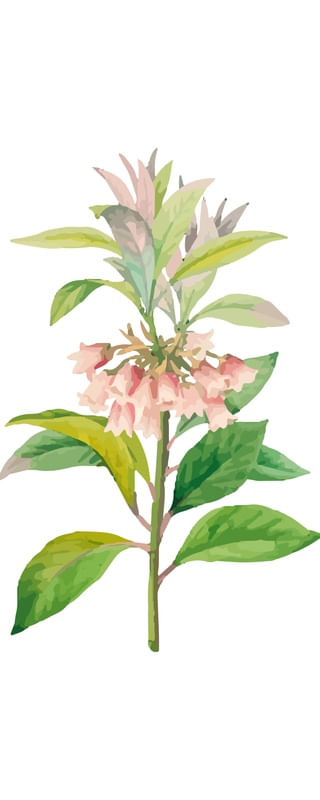 FLOR DELICADA