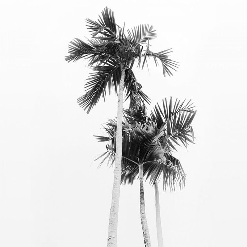 COQUEIROS B&W