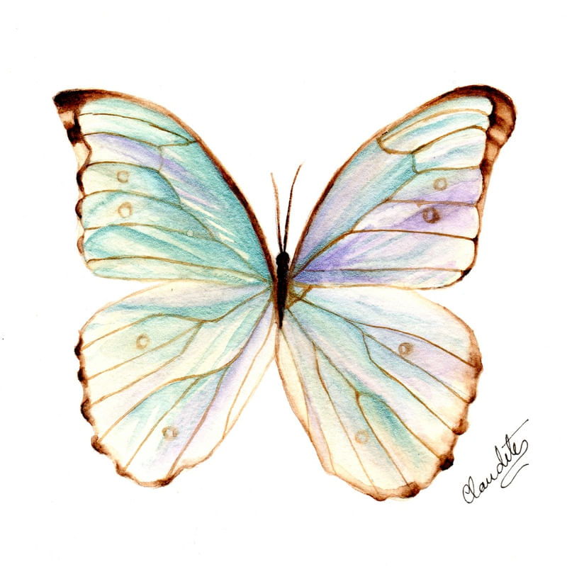 BORBOLETA MULTICOR