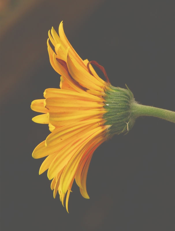 FLOR AMARELA I