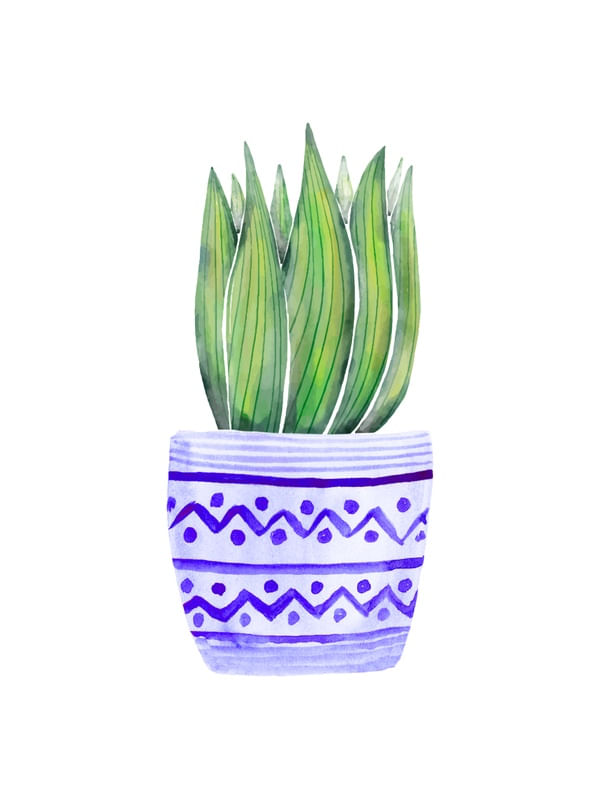 THE PLANT AND THE BLUE POT