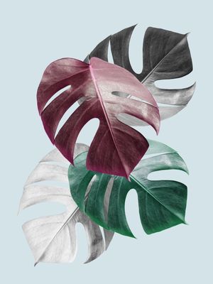 COLAGEM TROPICAL I