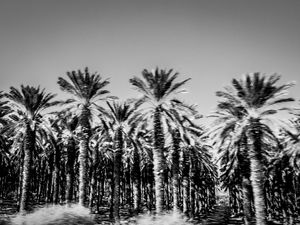 DESERTO VERDE