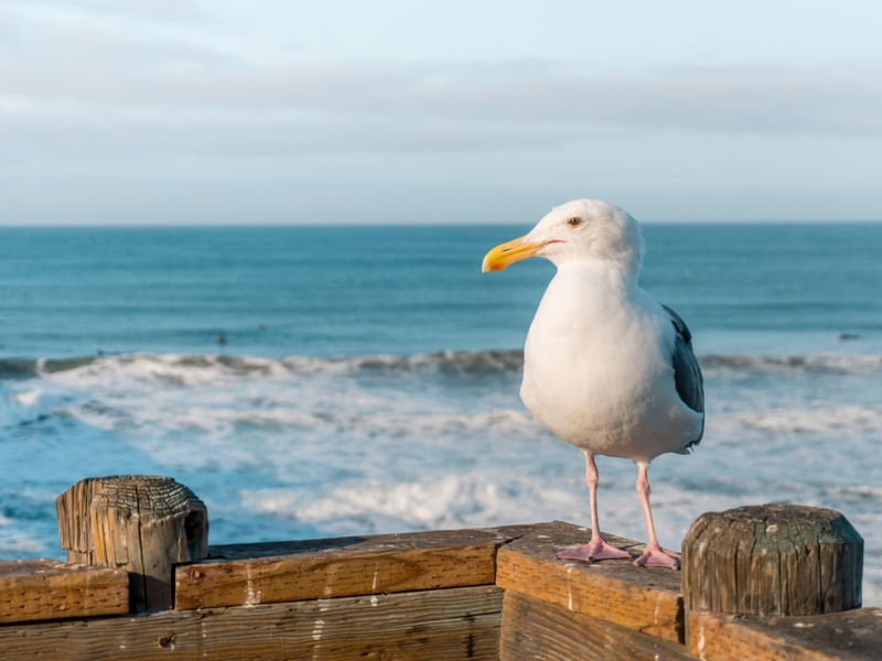 GAIVOTA NO PIER