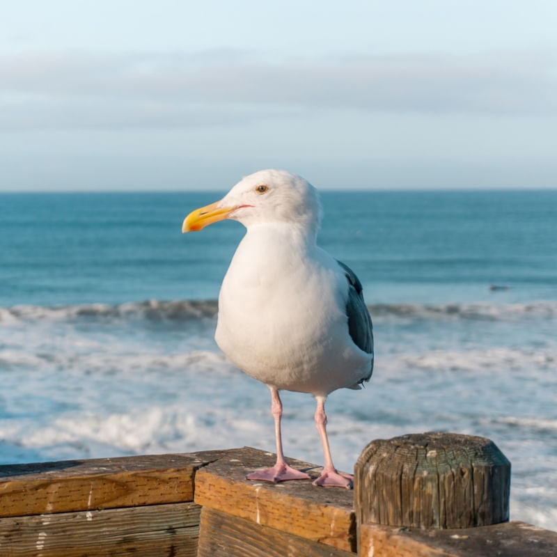 GAIVOTA NO PIER QUADRADO