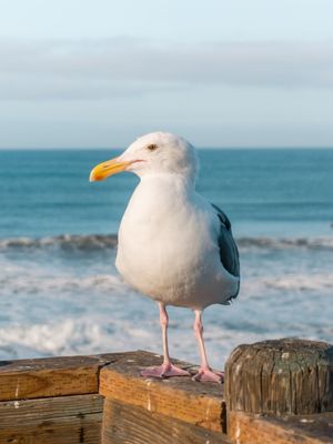 GAIVOTA NO PIER VERTICAL