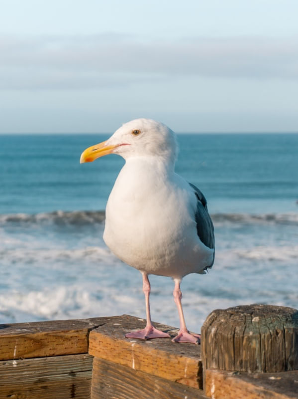 GAIVOTA NO PIER VERTICAL