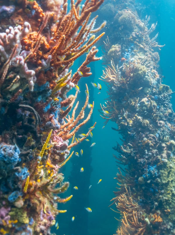 COLUNAS E CORAL VERTICAL