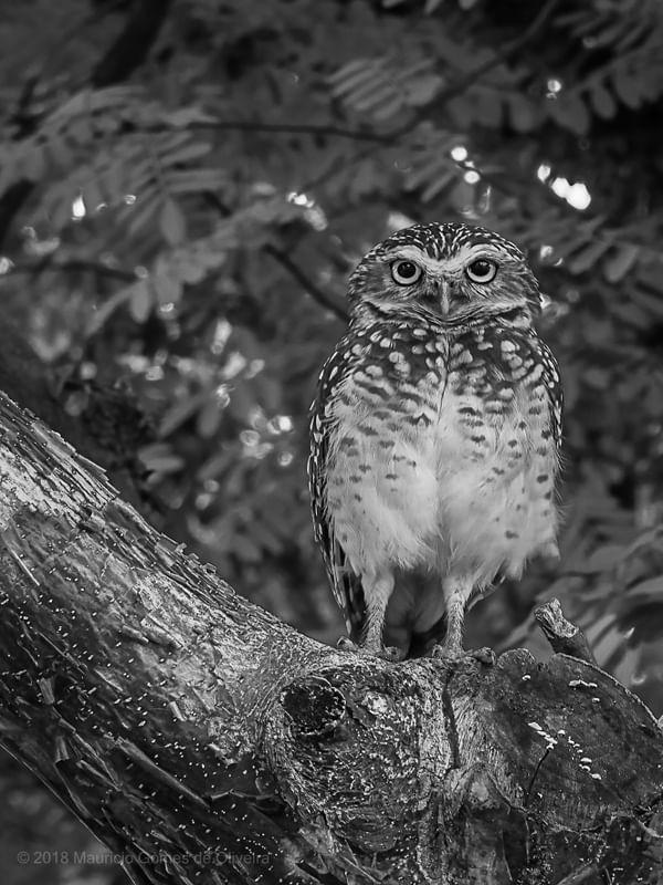 CORUJA OBSERVANDO