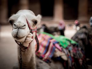 CAMELICE