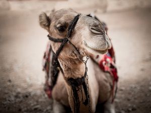 CAMELICES