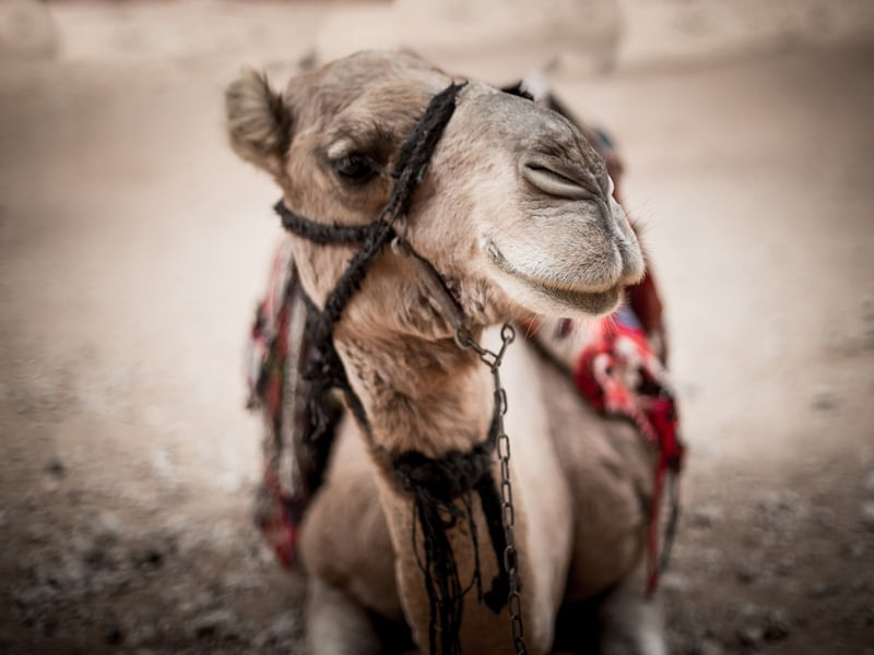 CAMELICES