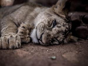 CUTE