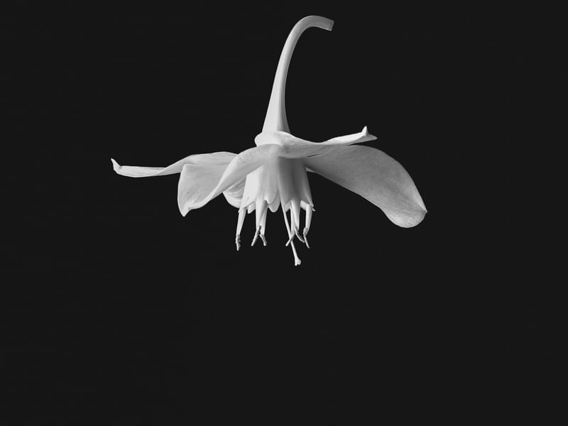 BAILARINA FLORAL